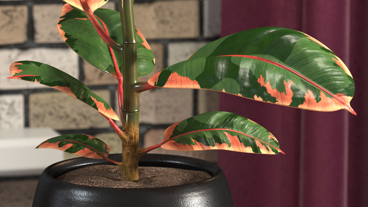 3D Ficus Elastica Ruby in Pot