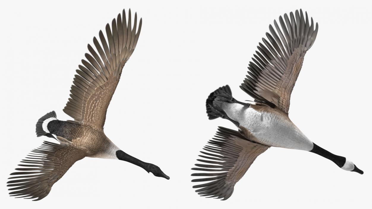 North American Goose Flying Pose 3D