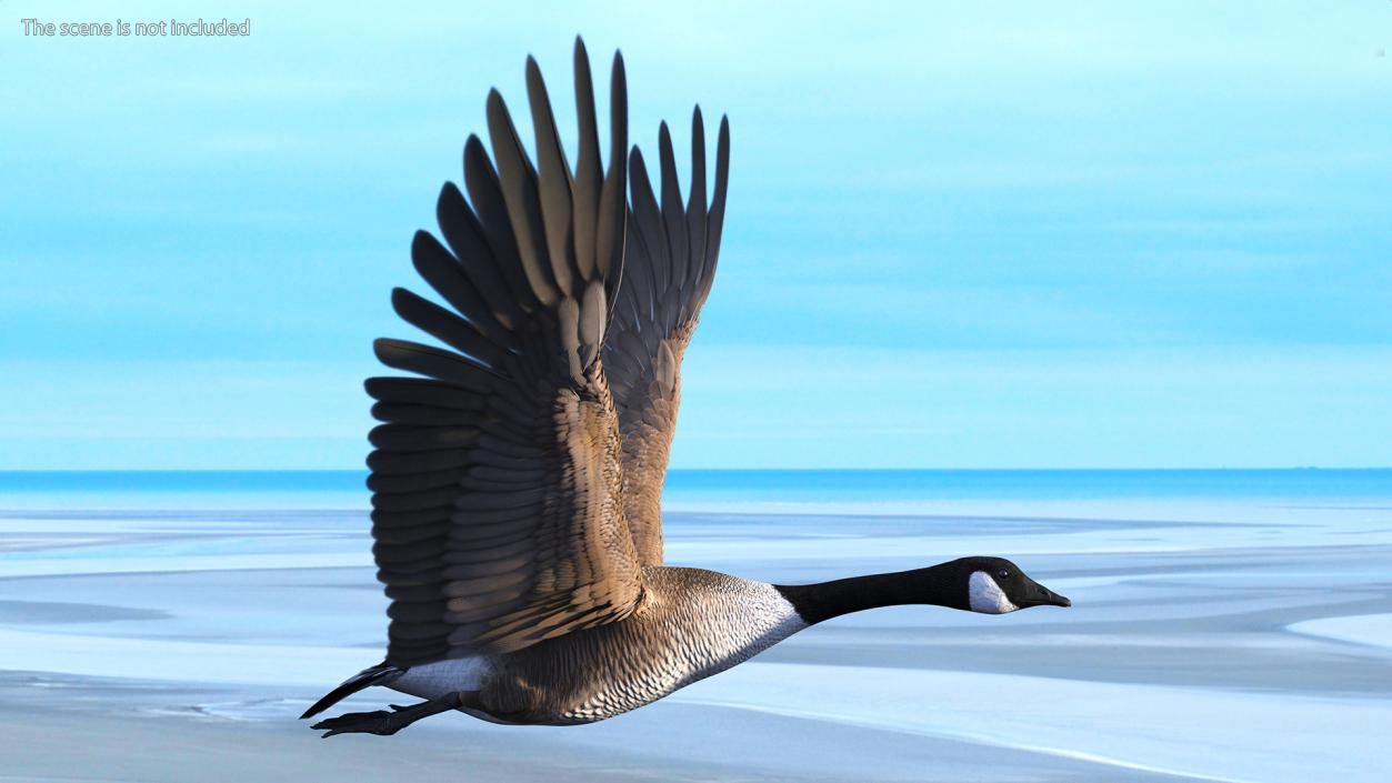 North American Goose Flying Pose 3D