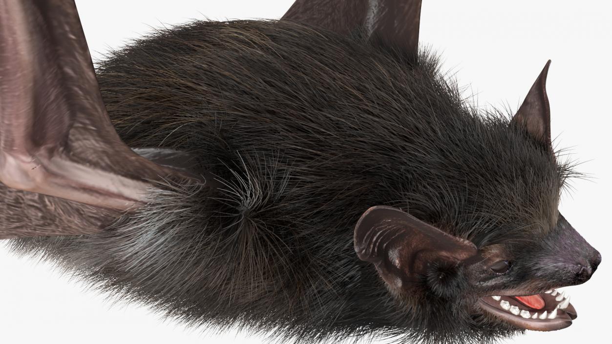 3D model Flying Black Bat Fur