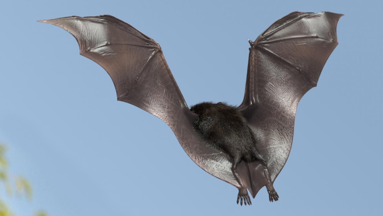 3D model Flying Black Bat Fur