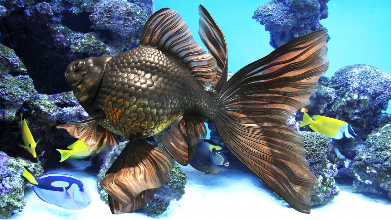 Black Moor Goldfish Swim 3D model