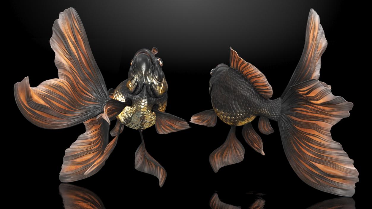 Black Moor Goldfish Swim 3D model