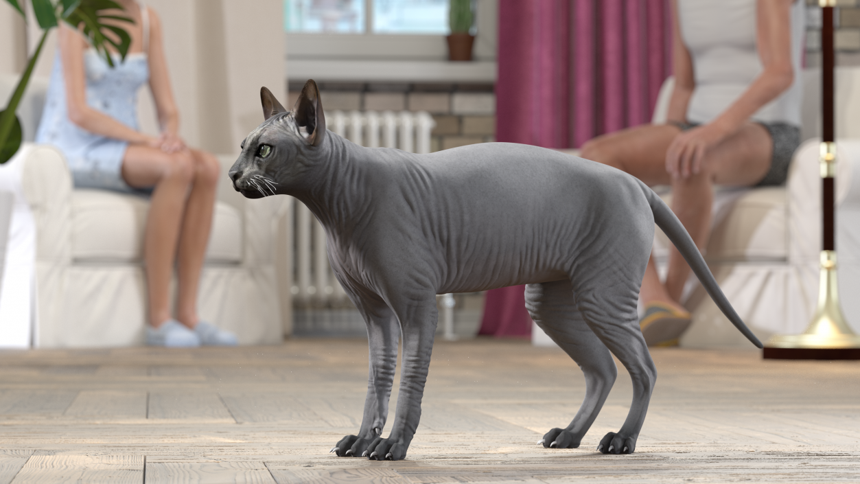 3D Sphynx Cat Solid Color Black model