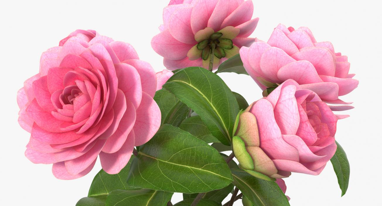 Camellia Bouquet Pink in Vase 3D model