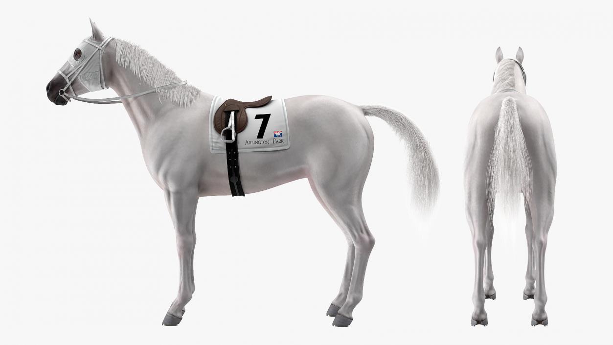 3D White Racehorse Fur Rigged