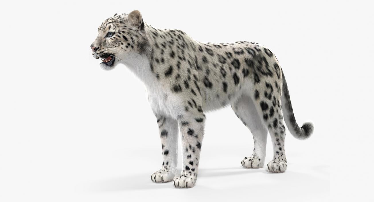 3D Snow Leopard with Fur
