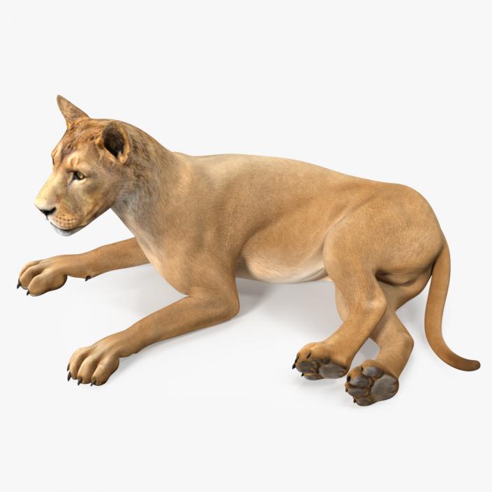 3D Young Lion Lying Pose