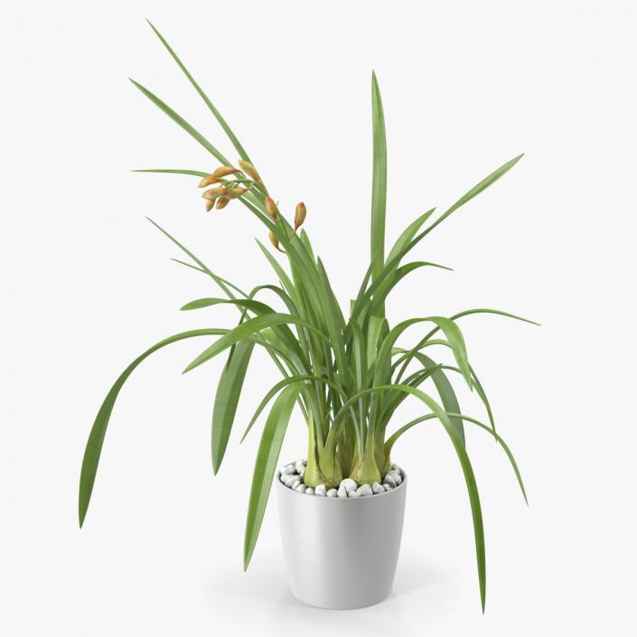 Young Orchid Pot Plant 3D