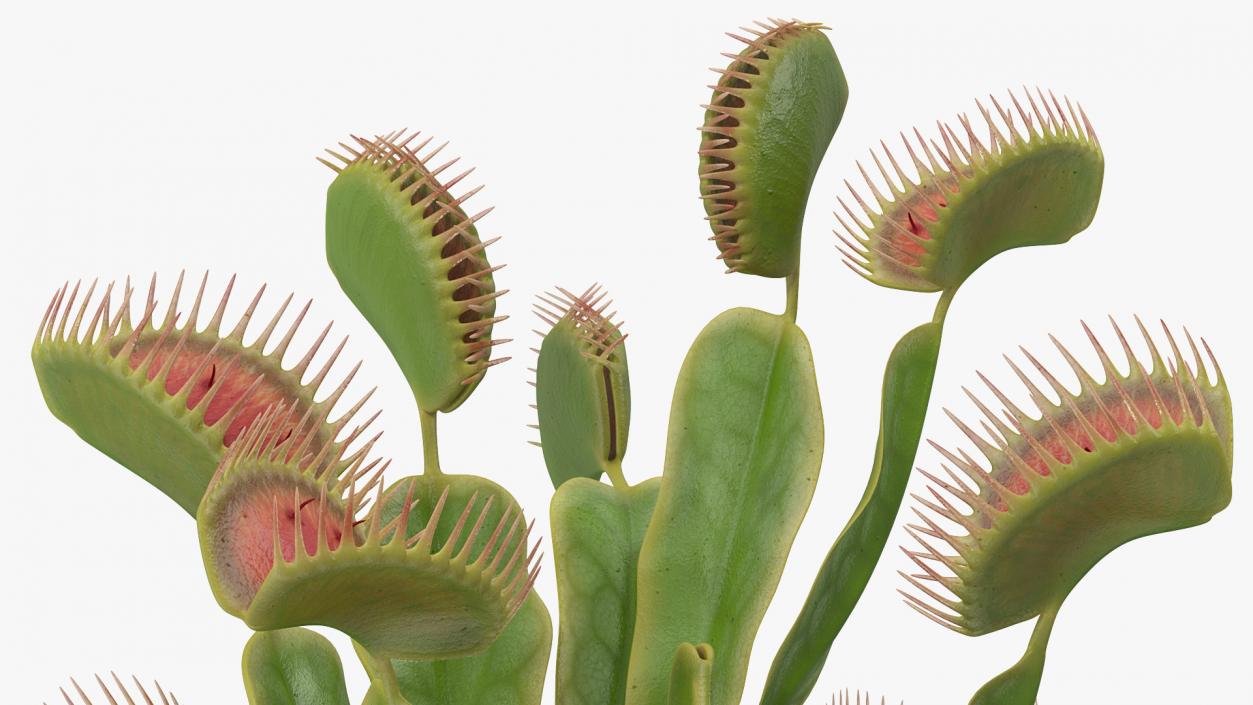 Venus Flytrap Dionaea Muscipula Plant 3D
