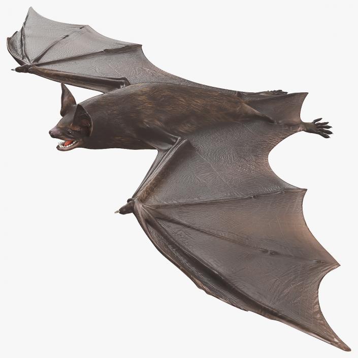Black Bat 3D model
