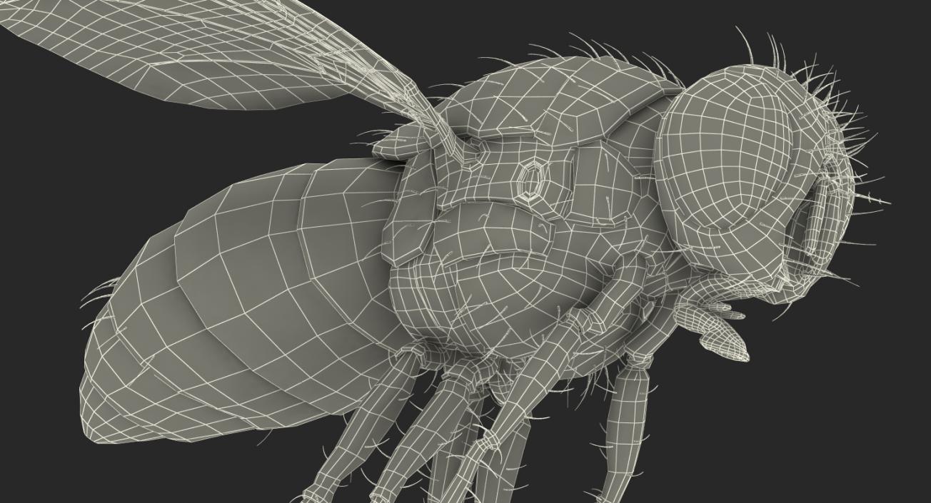 3D model Flying House Fly with Fur