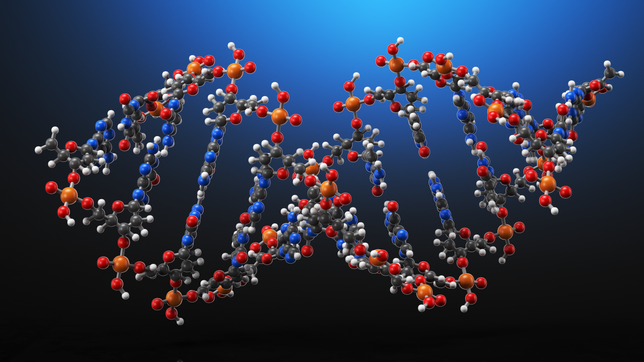 3D model A Form DNA Structure