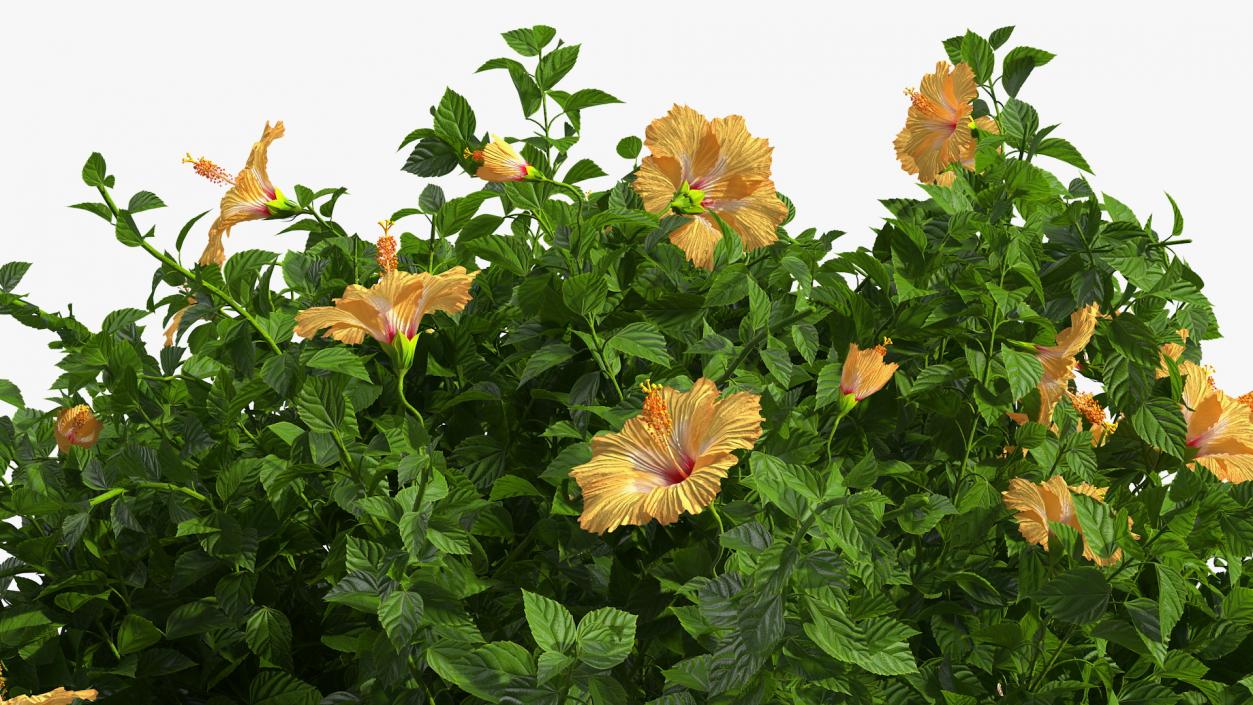 Blooming Hibiscus Bush Orange 3D model