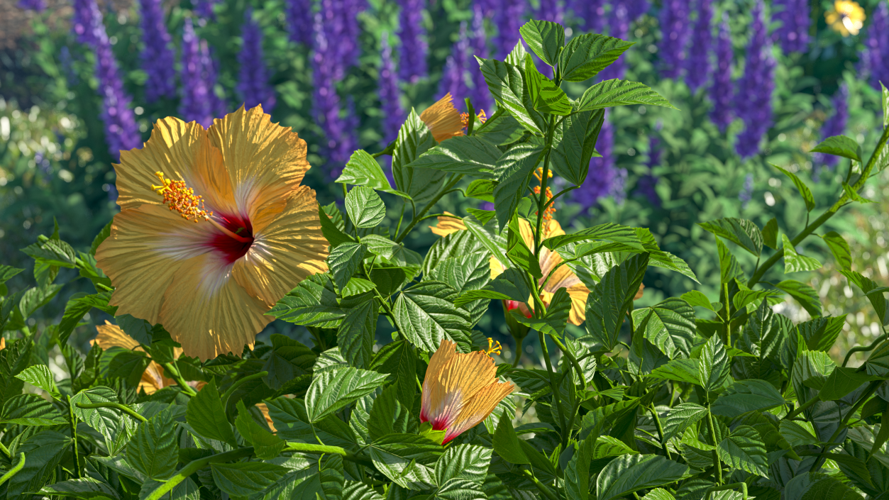 Blooming Hibiscus Bush Orange 3D model