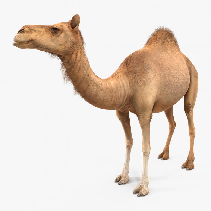 Camel Standing Pose 3D model