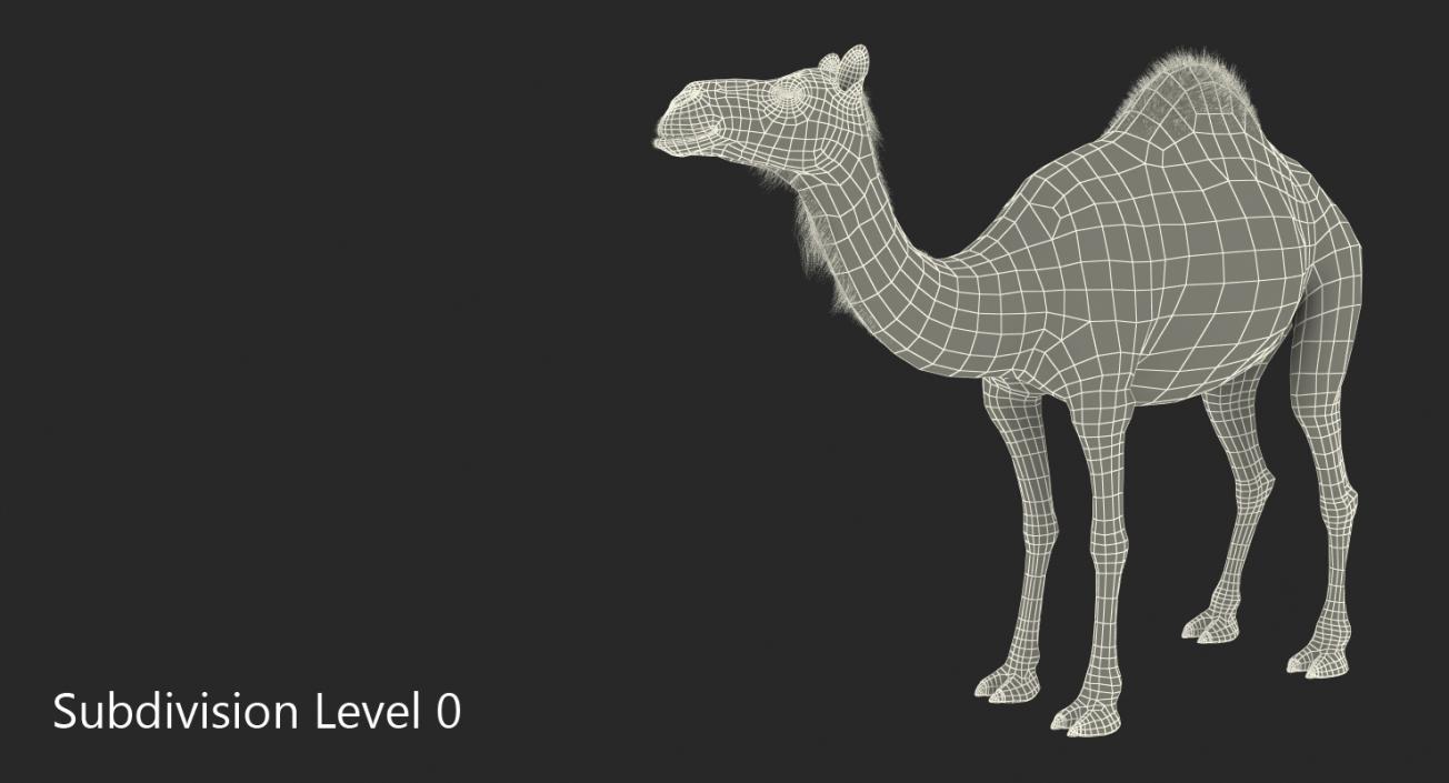 Camel Standing Pose 3D model