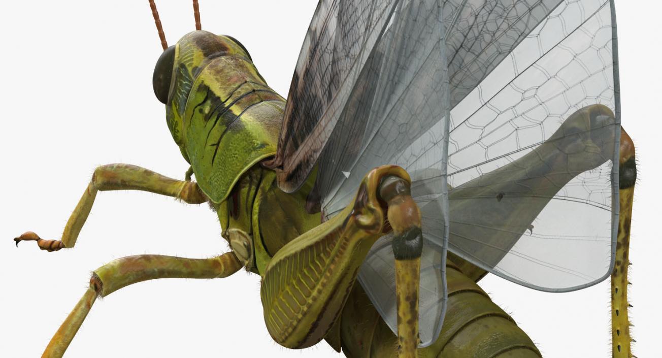 Grasshopper with Fur Rigged 3D