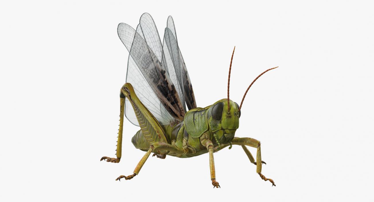 Grasshopper with Fur Rigged 3D