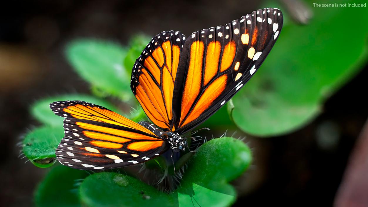 Animated Monarch Butterfly Sits on Swinging Flower Rigged 3D