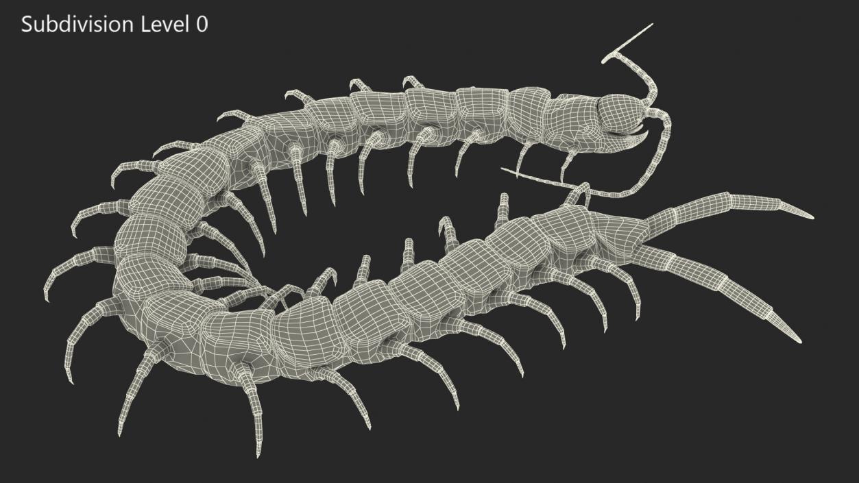 Red Scolopendra Subspinipes 3D
