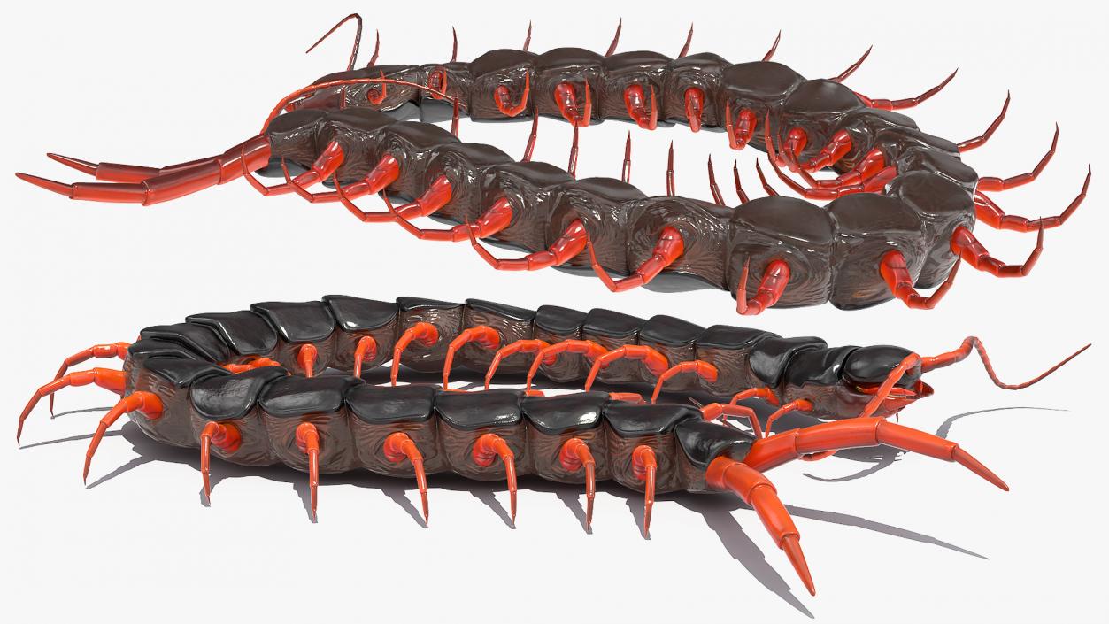 Red Scolopendra Subspinipes 3D