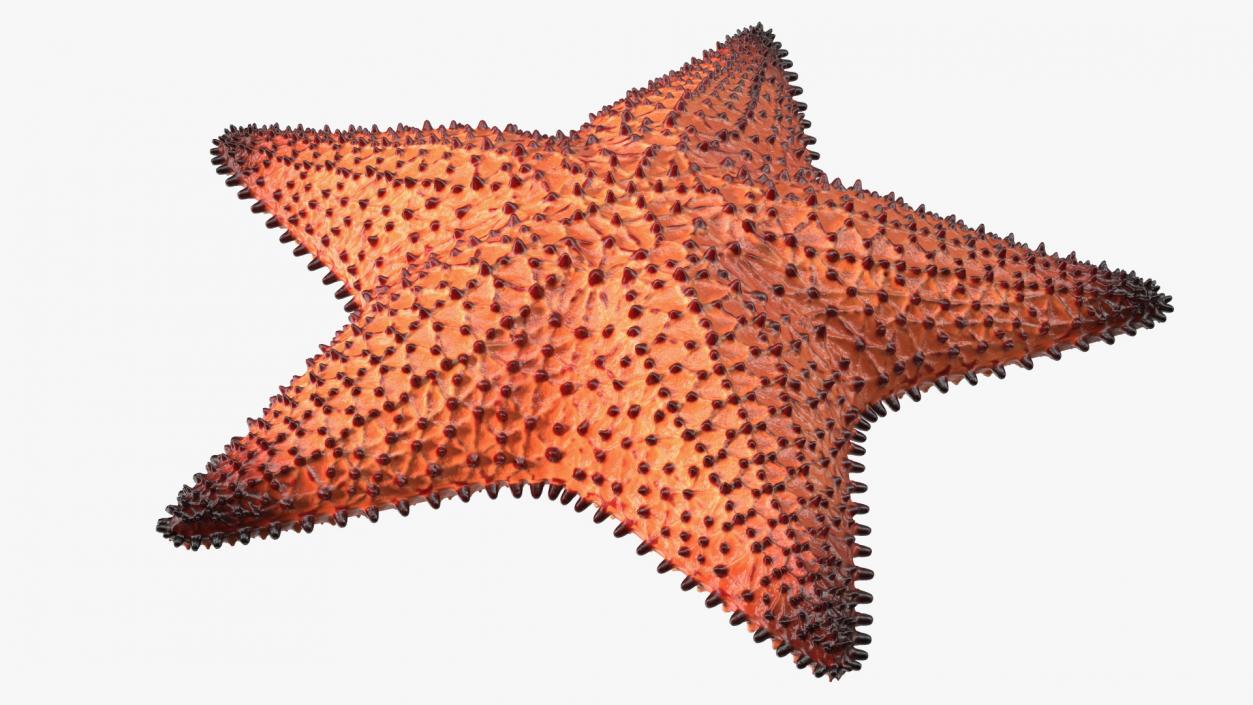 3D Starfish Dark model