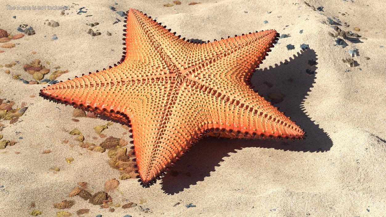 3D Starfish Dark model