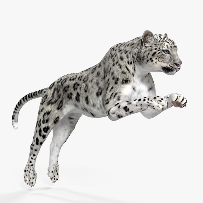Panthera Uncia Jumping Pose 3D