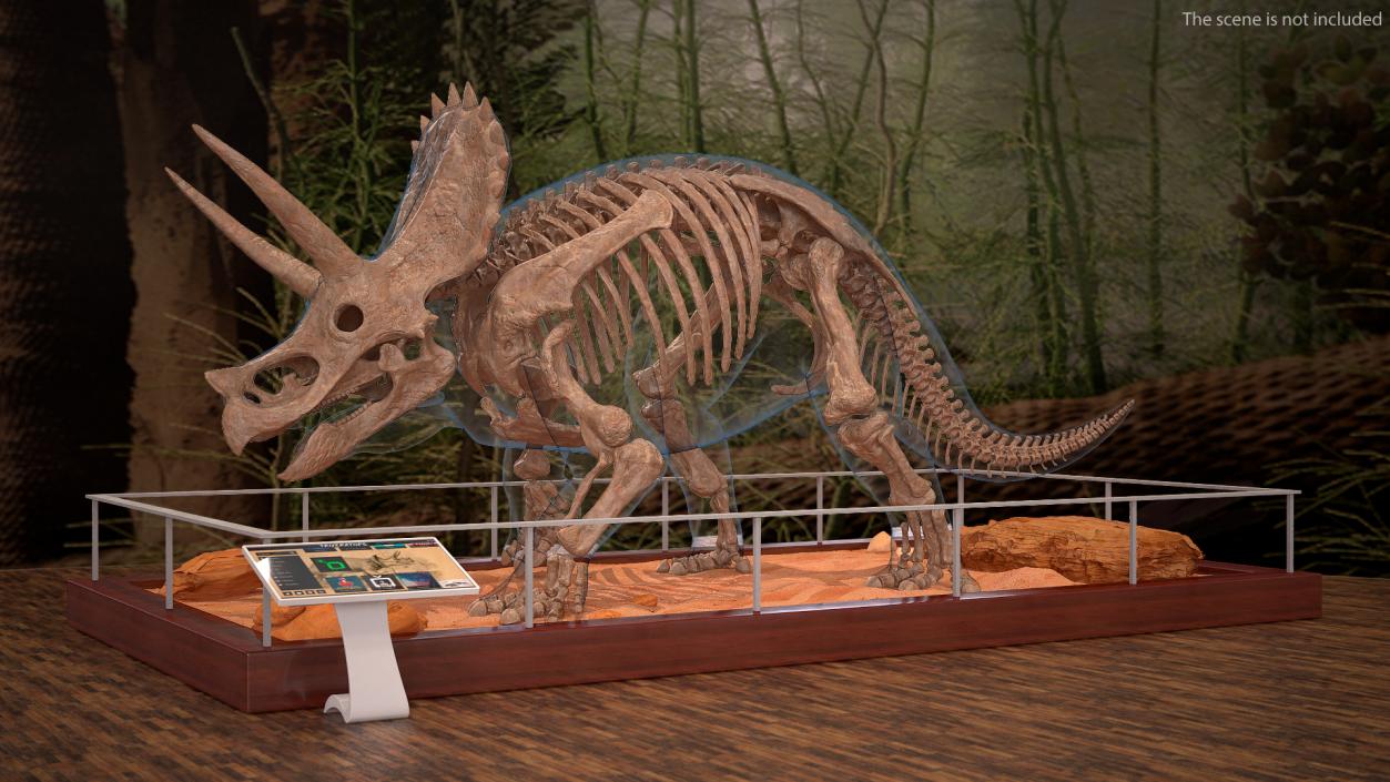 3D Triceratops Skeleton Fossil with Transparent Skin Rigged