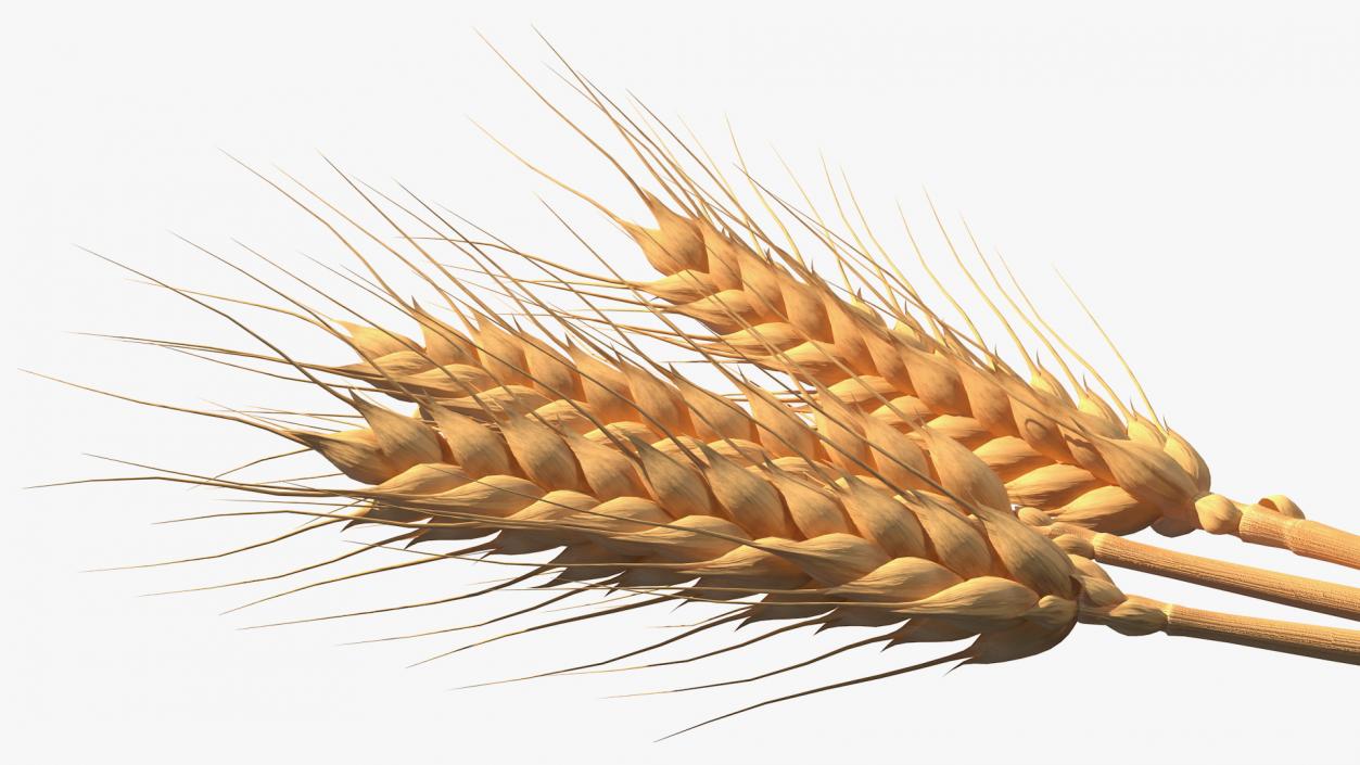 Set of Wheat Spikes 3D model