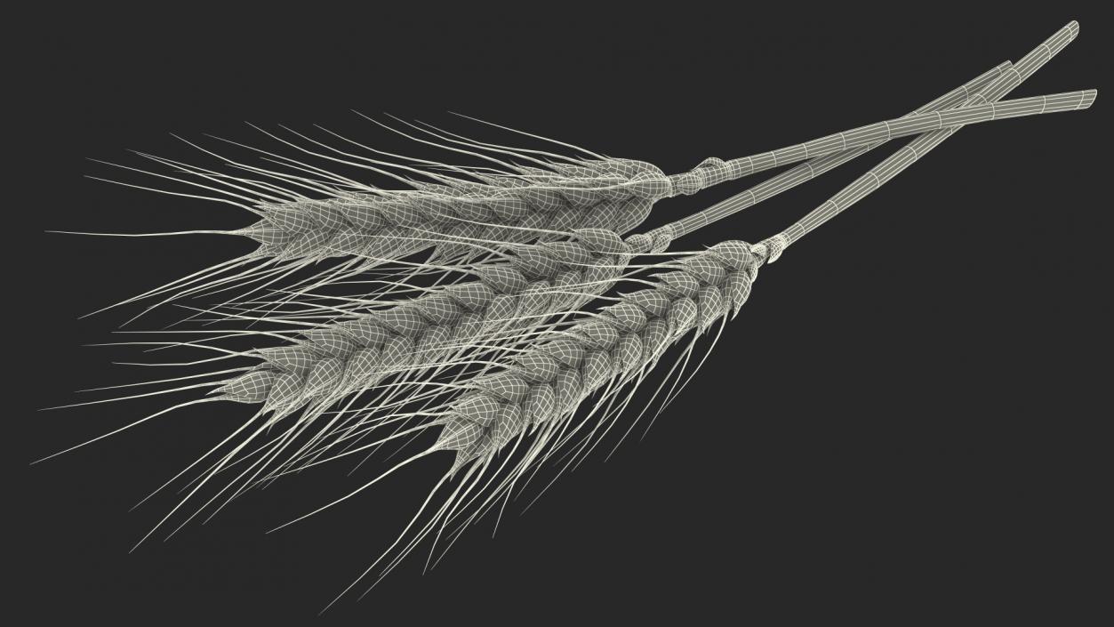 Set of Wheat Spikes 3D model