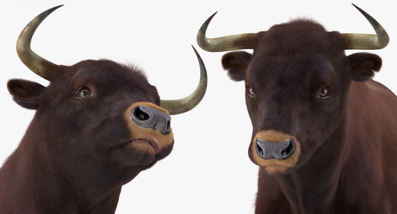 3D model Bull Rigged with Fur