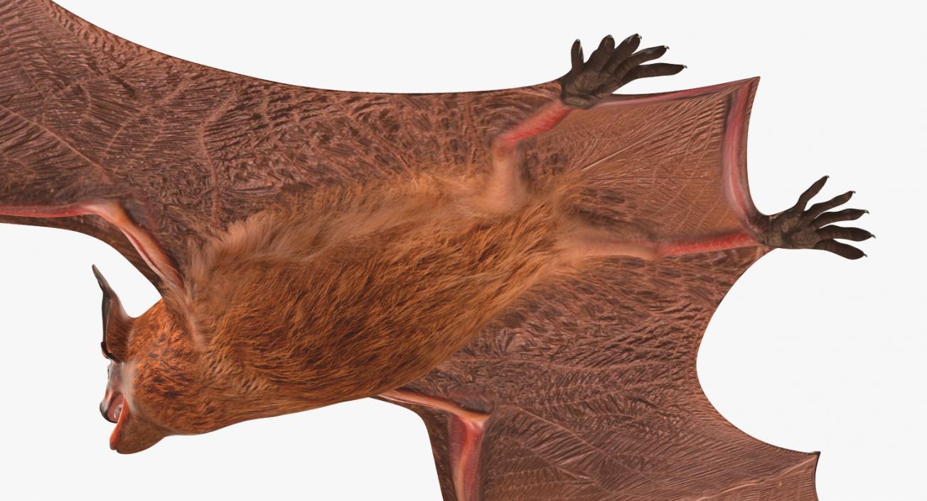 Bat 3D model