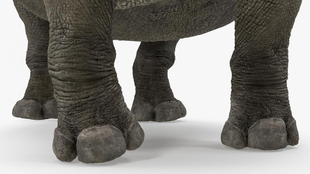 Rhino Adult Standing Pose Fur 3D model