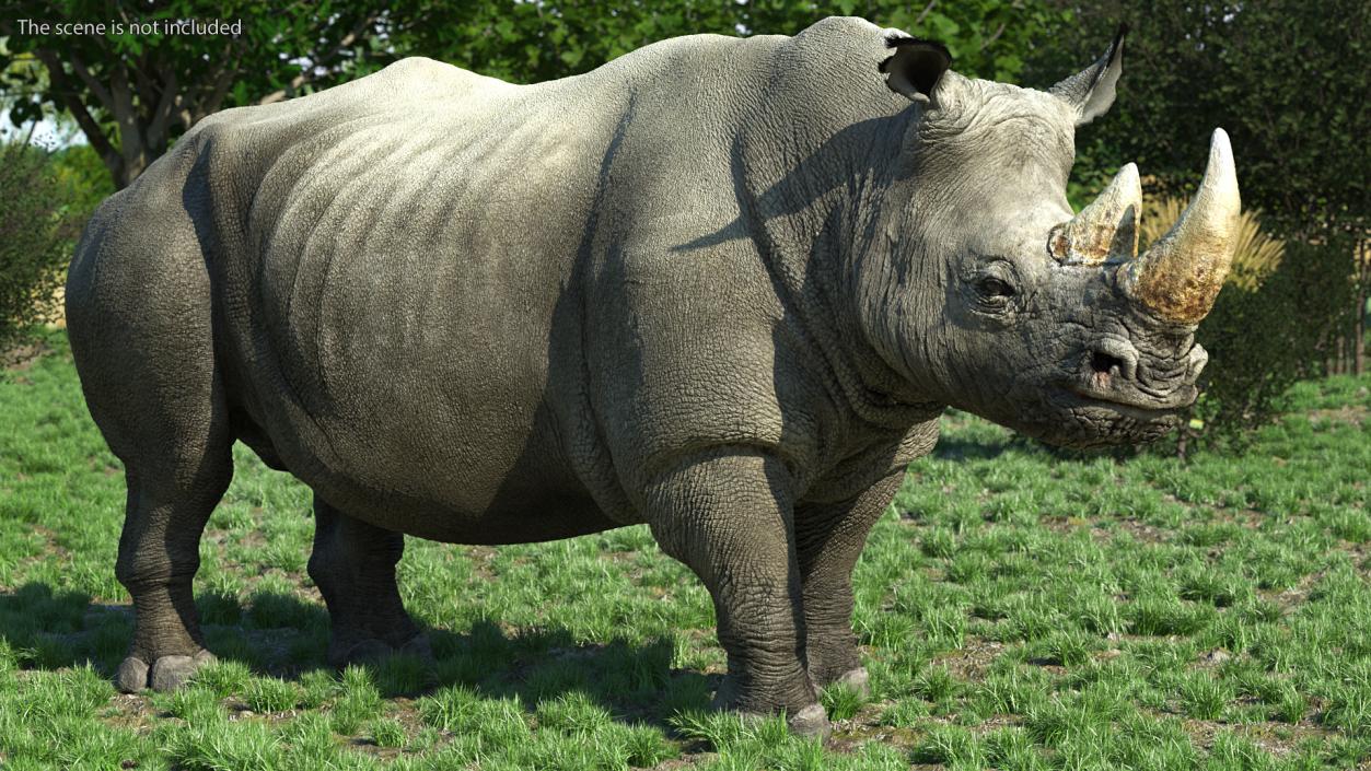Rhino Adult Standing Pose Fur 3D model