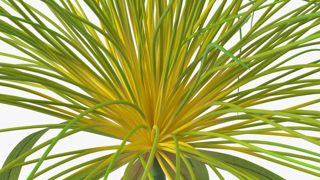 3D Papyrus Plant model