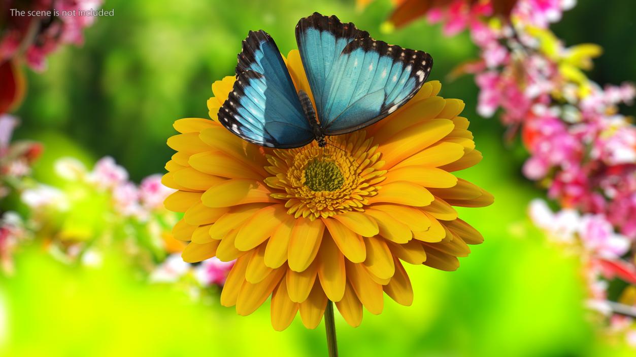 Yellow Gerbera Flower with Emperor Butterfly 3D model
