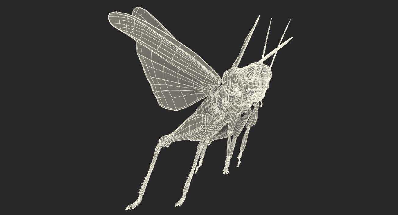 Grasshopper Jumping Pose 3D model