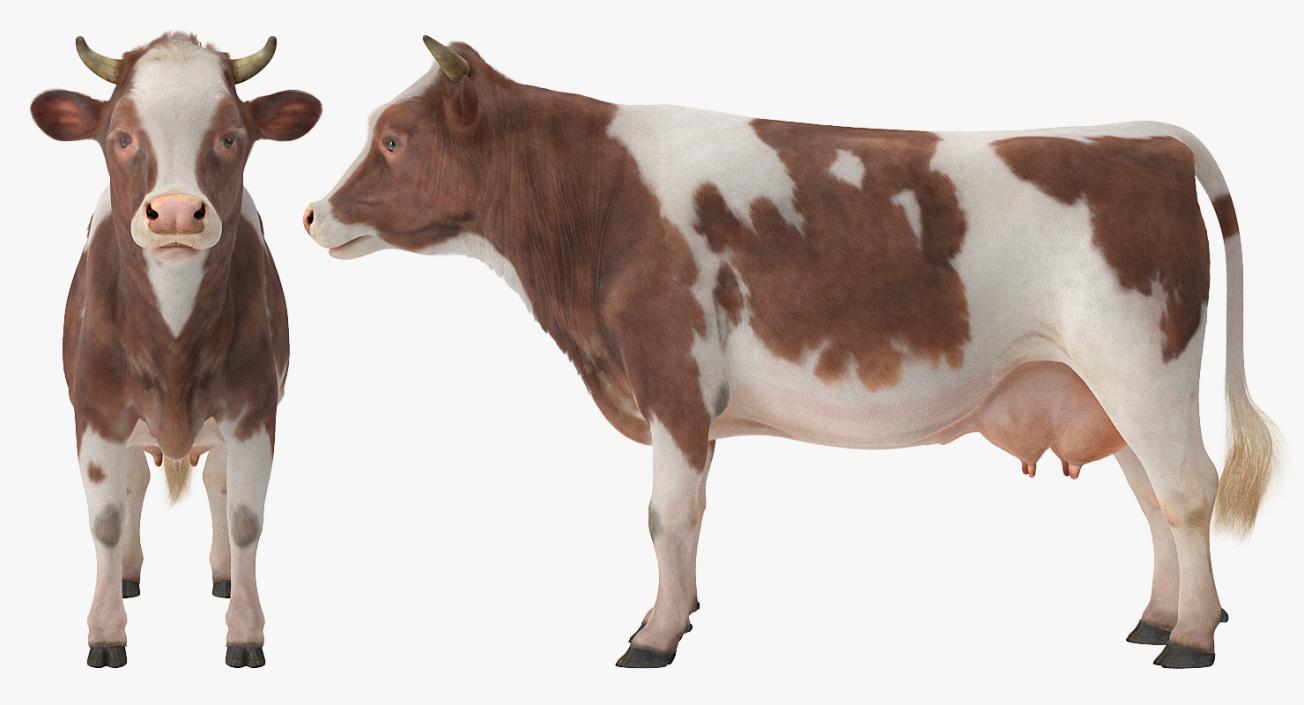 Cow with Fur Rigged 3D model