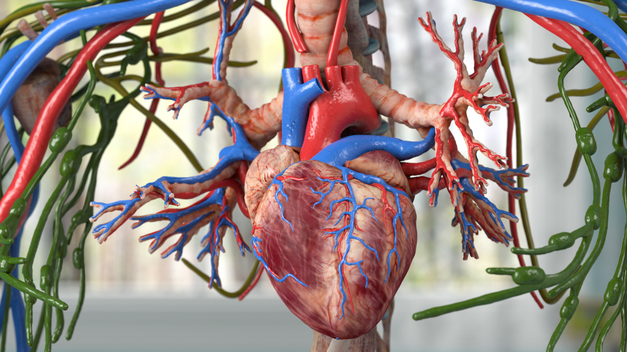Female Circulatory and Lymphatic System Anatomy 3D
