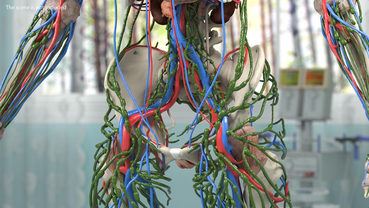 Female Circulatory and Lymphatic System Anatomy 3D