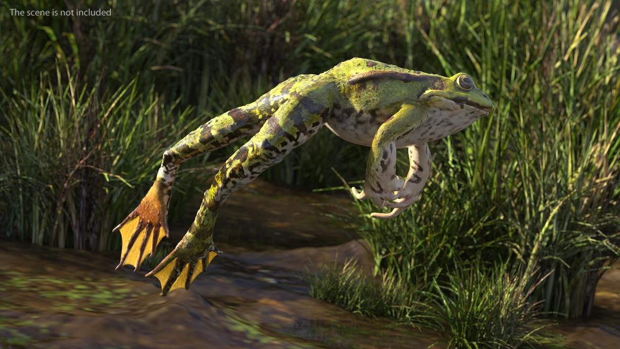 Frog Life Cycle Stages Rigged 3D model