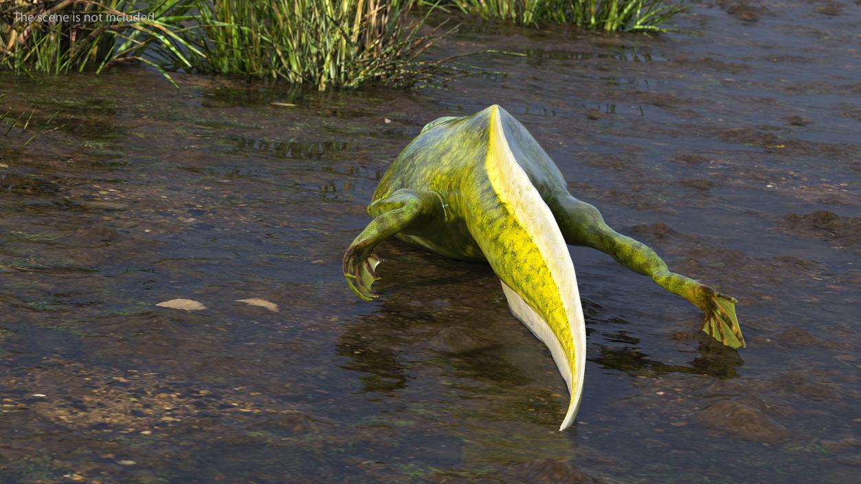 Frog Life Cycle Stages Rigged 3D model