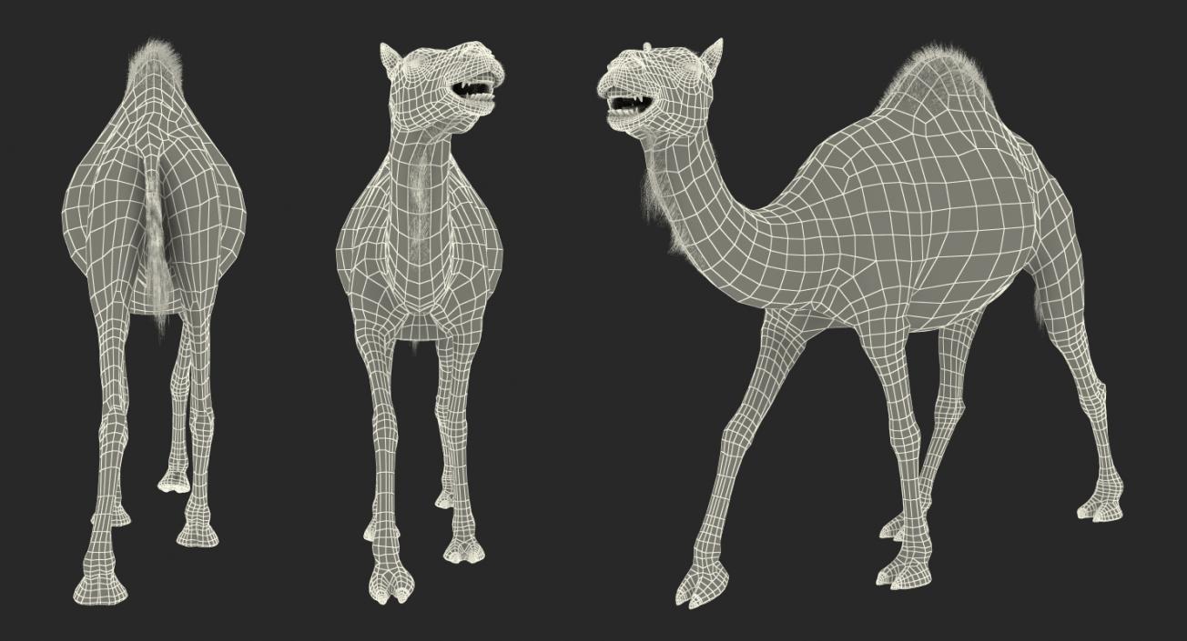 3D Camel Walking Pose model