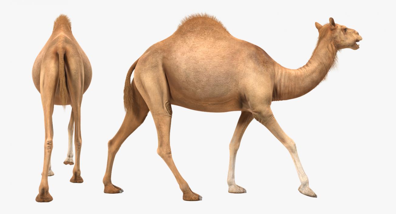 3D Camel Walking Pose model