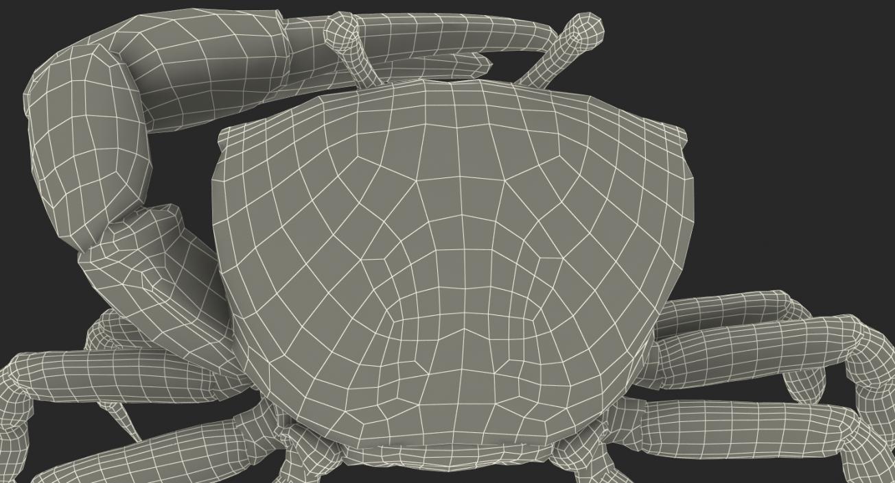 3D model Fiddler Crab Standing Pose with Fur