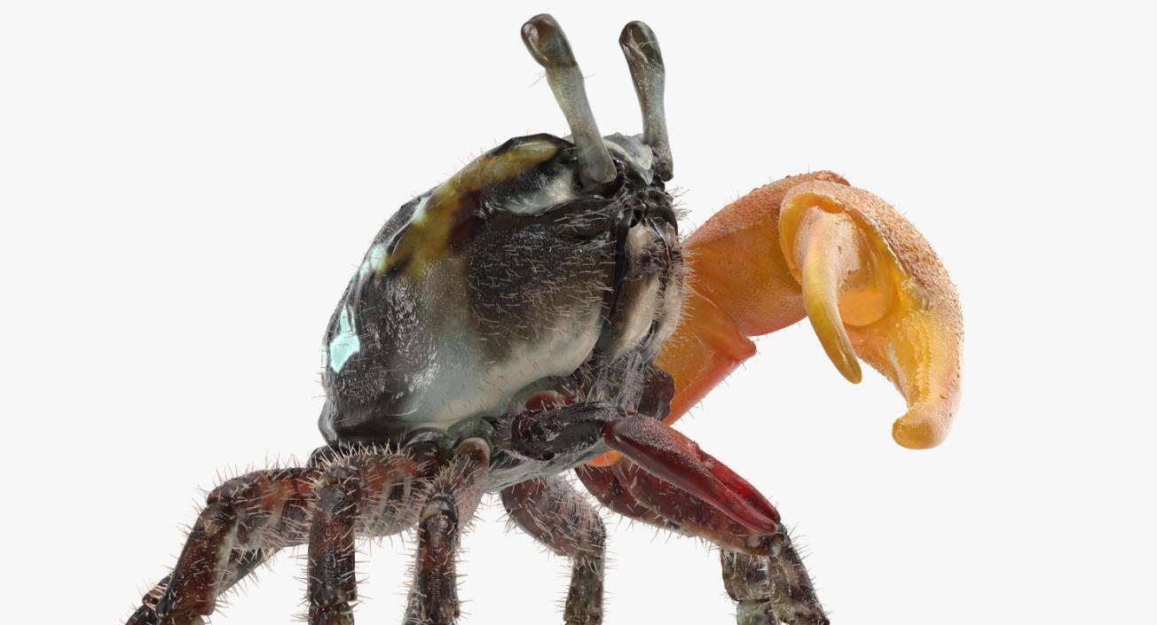 3D model Fiddler Crab Standing Pose with Fur