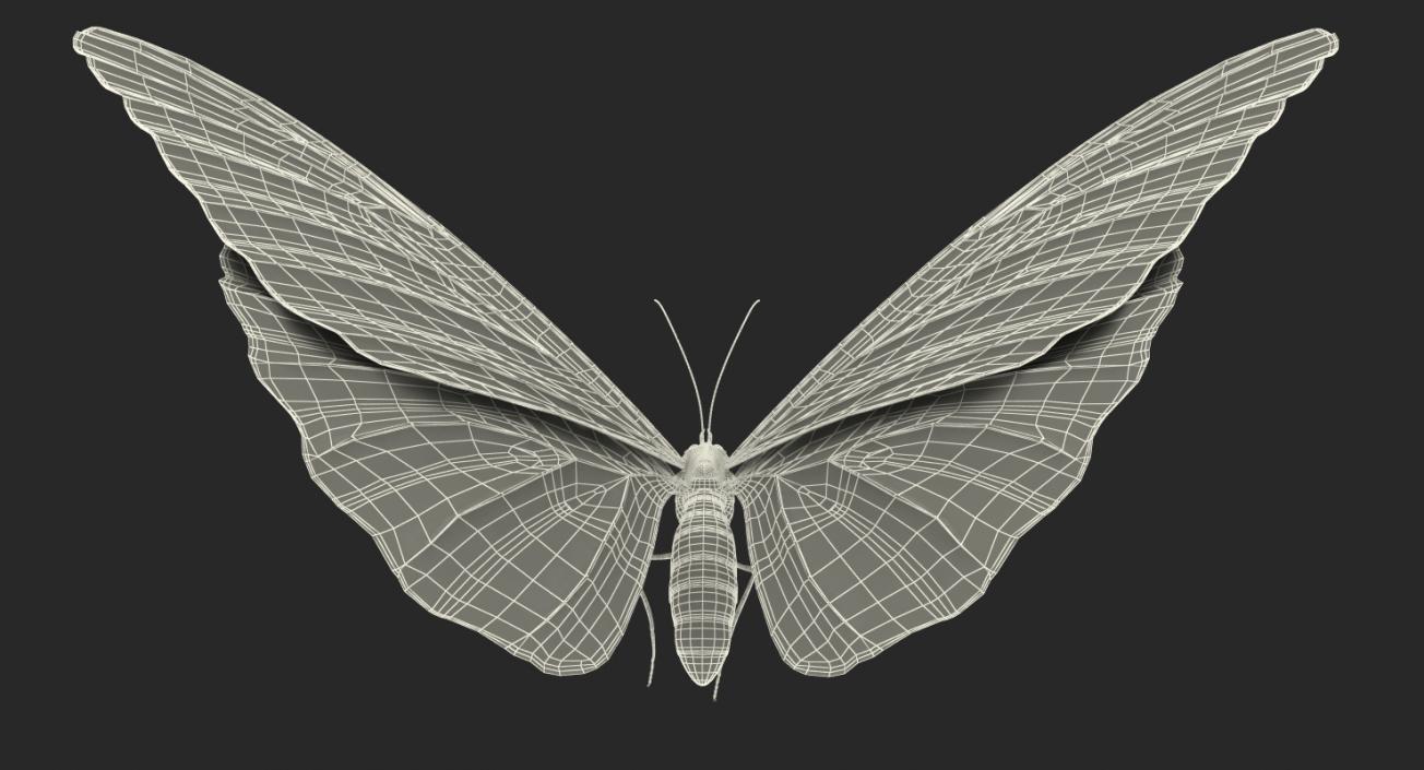 3D Common Morpho Butterfly model