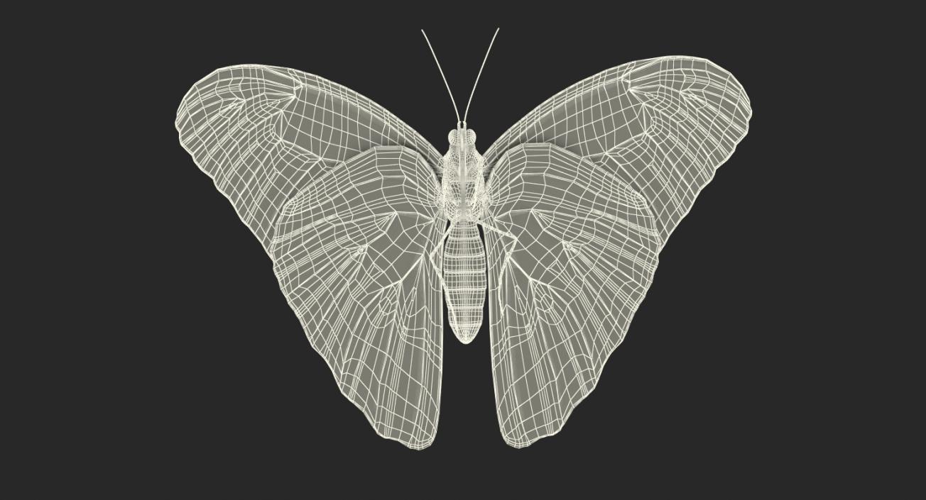 3D Common Morpho Butterfly model